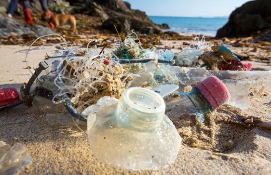 Mikrobet e vegjël po hanë plastikën e oqeanit