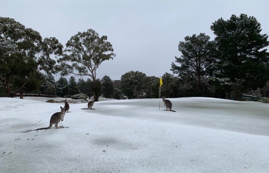 E rrallë në Australi, kangurët i gëzohen borës