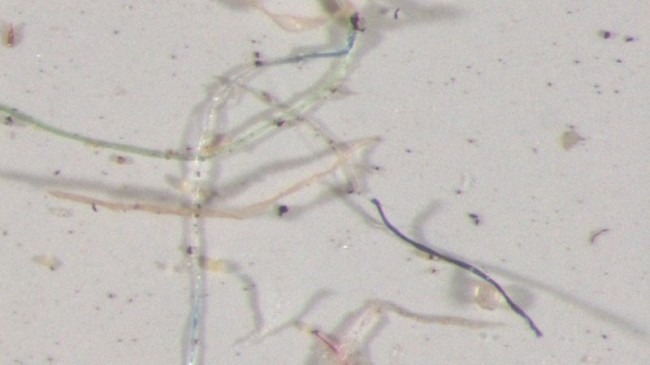 Shkencëtarët zbulojnë mikroplastikë shumëngjyrëshe në reshjet e shiut