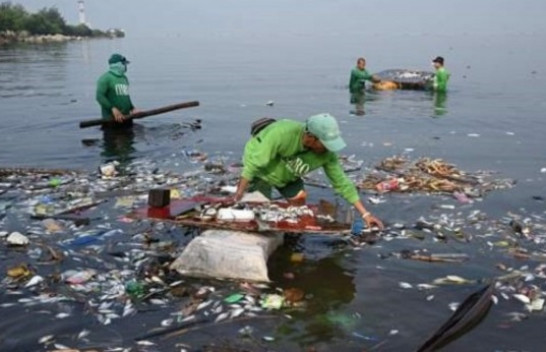 Mbetjet plastike kërcënojnë jetën e shpendëve shtegtarë