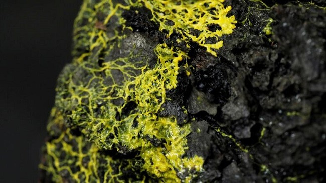 Njihuni me krijesën e çuditshme ‘Blob’, nuk është as kafshë, as bimë, por ka 720 gjini