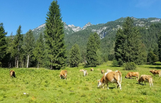 Studim për mbrojtjen e klimës: Më shumë pyje - më pak mish