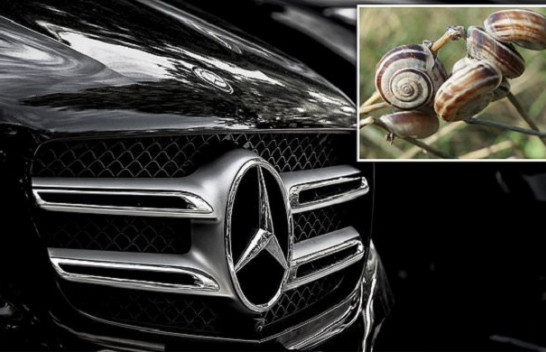 E çuditshme por e vërtetë, kërmilli bllokon 900 Mercedes