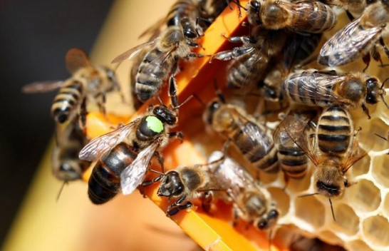BE ndalon edhe një pesticid, i rrezikshëm për njerëzit dhe bletët