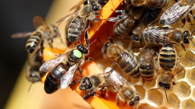 BE ndalon edhe një pesticid, i rrezikshëm për njerëzit dhe bletët