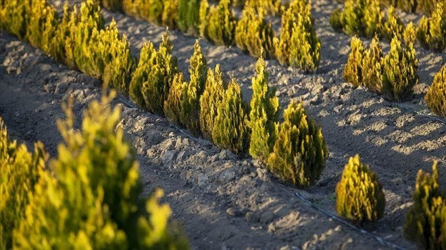 Turqia mbjellë 11 milionë fidane në Ditën Kombëtare të Pyjeve