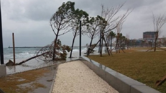 Reshje shiu dhe rrufe, rrezohen disa pemë dhe shtylla elektrike në Vlorë