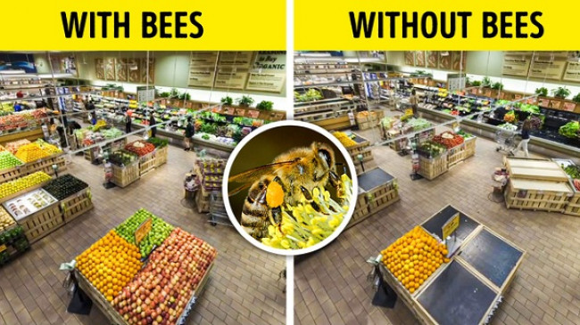 Çfarë do të ndodhte nëse të gjitha insektet në tokë do të zhdukeshin