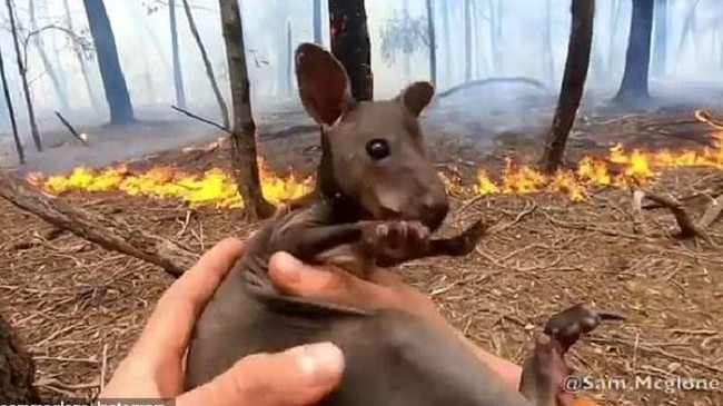 Momenti kur shpëtohet kanguri nga zjarret në Australi