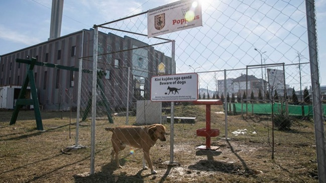 Prishtina miqësore ndaj kafshëve, ofron ushqim për qentë