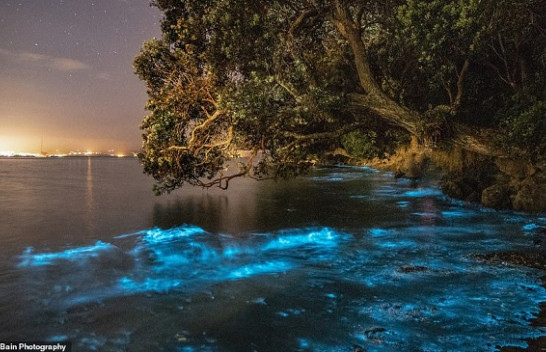 Fenomeni i rrallë/ Laguna blu jep spektakël në Auckland teksa uji bëhet fosforeshent
