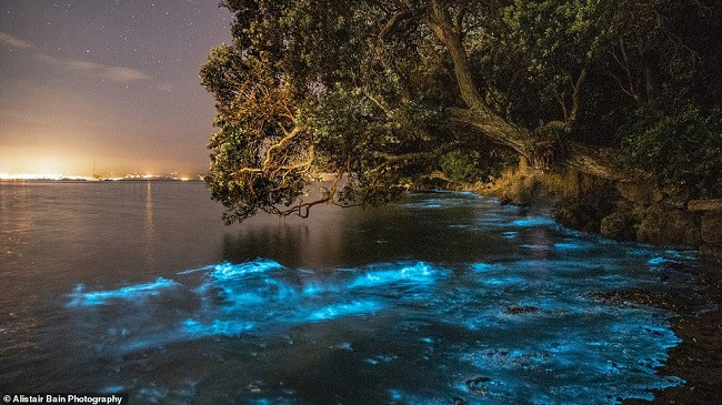 Fenomeni i rrallë/ Laguna blu jep spektakël në Auckland teksa uji bëhet fosforeshent
