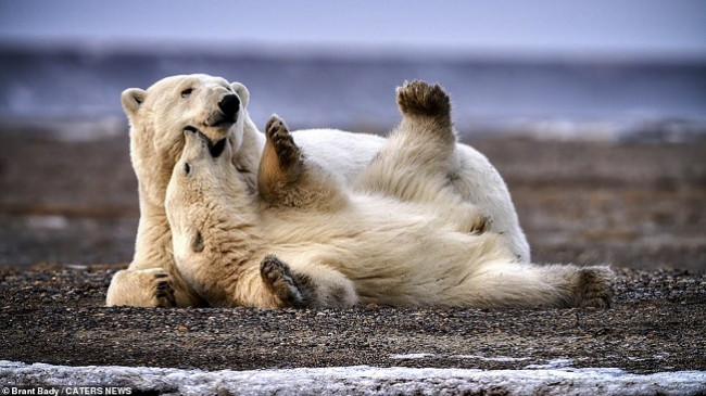 Fotografi magjike të arinjve polar