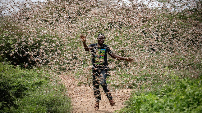 Në foto: Karkalecat e shkretëtirës kërcënojnë sigurinë ushqimore në Afrikën Lindore