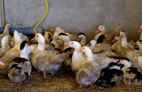Bullgaria do të mbyt 6.000 pata shkaku i gripit H5N8