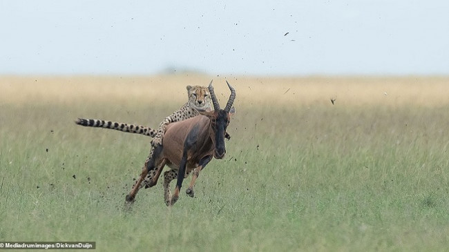 Imazhe mahnitëse tregojnë një gepard duke hipur mbi antilopën në pritje të momentit për ta kthyer në pre [Foto]
