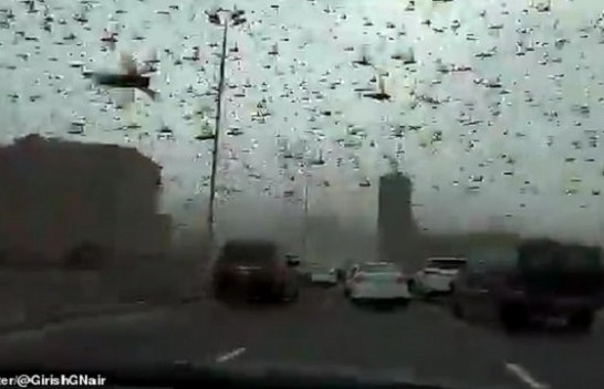 Një tufë e madhe karkalecash bllokuan trafikun në Bahrejn, pas një stuhie të fuqishme nga Arabia Saudite [Video]