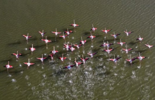 Flamingot rikthehen në ishullin Samos të Greqisë, dhurojnë spektakël