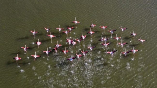 Flamingot rikthehen në ishullin Samos të Greqisë, dhurojnë spektakël