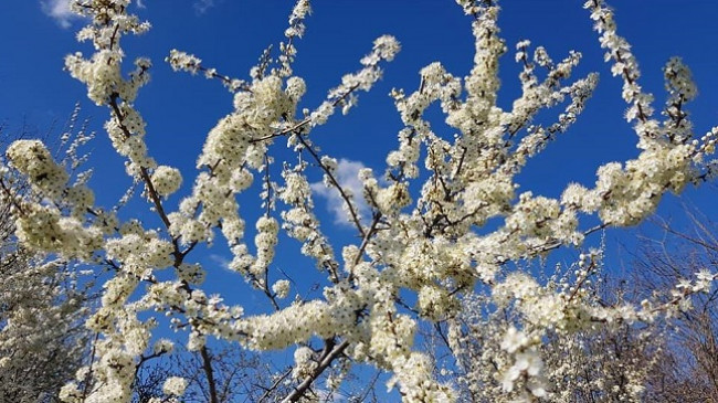 Moti sot dhe nesër me diell dhe i ngrohtë, nga e diela ulje temperaturash mundësi edhe reshje bore në Kosovë