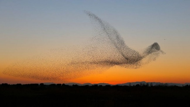 Fotografi kap foton një në një milion, e kupton atë vetëm kur arrin në shtëpi
