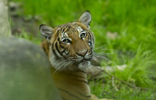 Një tigër në kopshtin zoologjik në New Your, rezulton pozitiv me koronavirus
