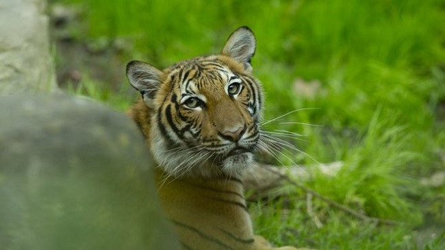 Një tigër në kopshtin zoologjik në New Your, rezulton pozitiv me koronavirus