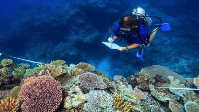 Shkëmbi i Madh Koralor i Australisë po humbet ngjyrën