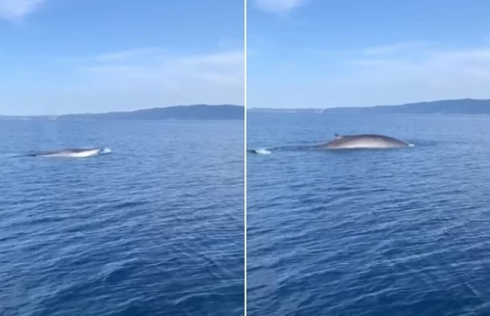 E rrallë: Shfaqet balena gjigante në detin Adriatik [Video]