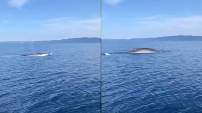 E rrallë: Shfaqet balena gjigante në detin Adriatik [Video]