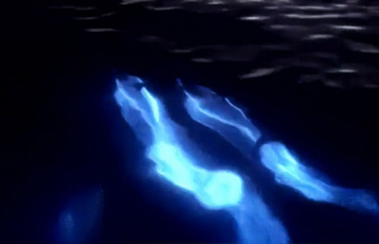 Pamje të rralla të delfinëve biolumineshentë duke notuar