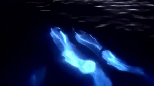 Pamje të rralla të delfinëve biolumineshentë duke notuar