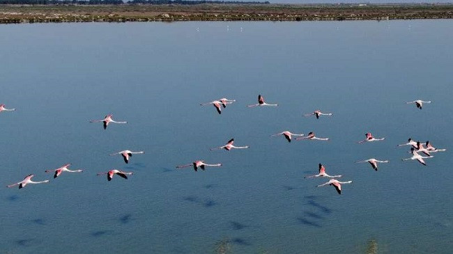 ‘Zogjtë në parajsë’: Flamingot e Shqipërisë lulëzojnë nën izolimin nga koronavirusi