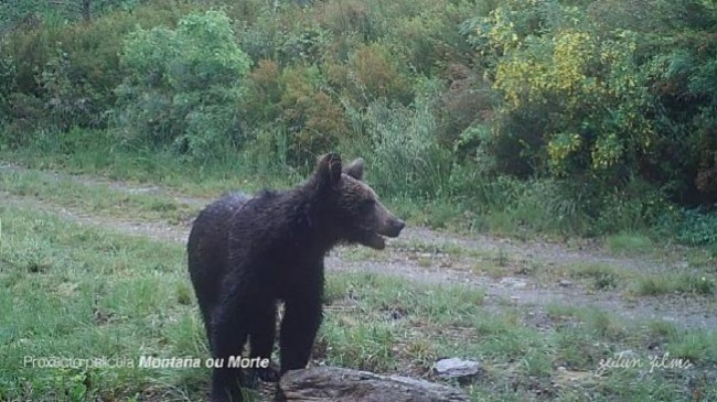 Pamje të rralla të ariut ngjyrë kafe në një park të Spanjës