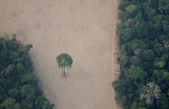 Kriminelët shfrytëzojnë pandeminë COVID-19 dhe shkatërrojnë mijëra hektarë pyje në Amazonë