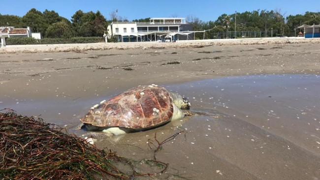Durrës, një breshkë gjigante del në breg të detit