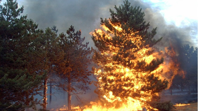 Një zjarr i madh përfshin pyllin në Fan të Mirditës, digjen më shumë se 200 hektarë pisha