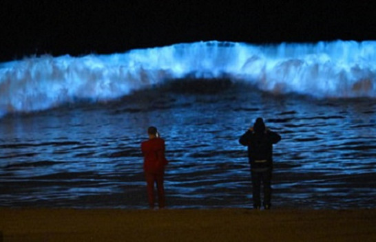 Valët mahnitëse biolumineshente në brigjet e Kalifornisë janë shndërruar në një valë të kuqe që kanë erë squfuri