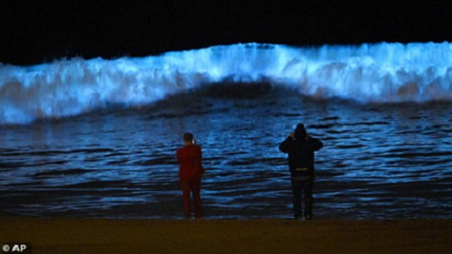 Valët mahnitëse biolumineshente në brigjet e Kalifornisë janë shndërruar në një valë të kuqe që kanë erë squfuri