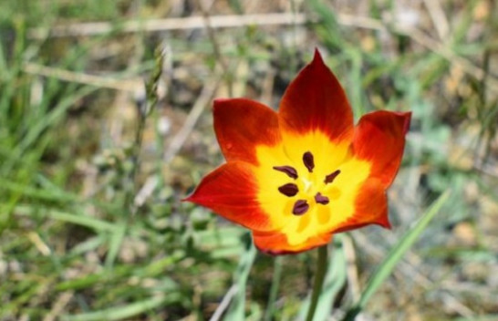 Miratohet mbrojtja e tulipanit shqiptar