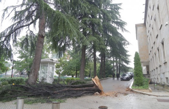 Nga era e fortë rrëzohet pema në Tiranë