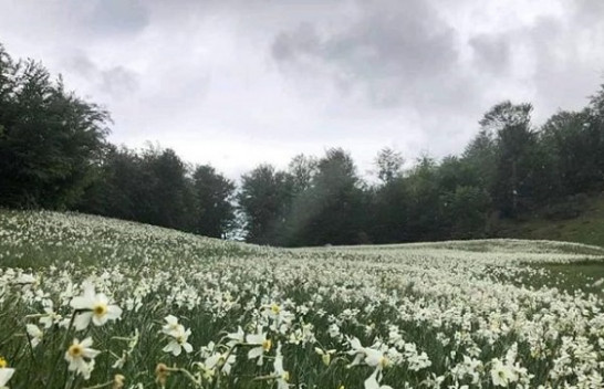 Reshje shiu dhe shtrëngata - Njihuni me parashikimin e motit në Shqipëri