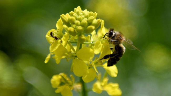 Një e treta e të gjitha llojeve të insekteve përballen me zhdukjen për shkak të pesticideve