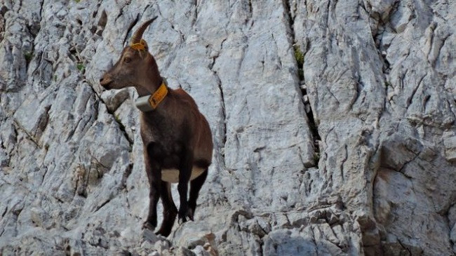 Koronavirusi: Shkencëtarët e jetës së egër studiojnë 'pauzën e madhe njerëzore'
