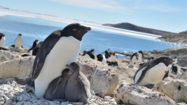 Pinguinët e Antarktidës  ‘më të lumtur kur deti ka më pak akull’