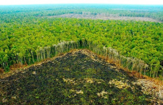 Pyllëzimi, më tepër dëme se të mira për ambientin!