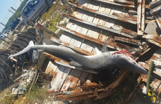 Kapet në Vlorë peshkaqeni më i rrezikshëm, tri metra i gjatë
