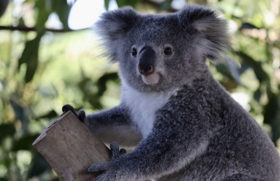 Koalat në Australi mund të zhduken deri në vitin 2050