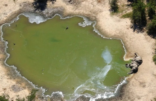 Mbi 350 elefantë ngordhin në mënyrë misterioze në Botswana