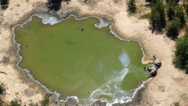 Mbi 350 elefantë ngordhin në mënyrë misterioze në Botswana
